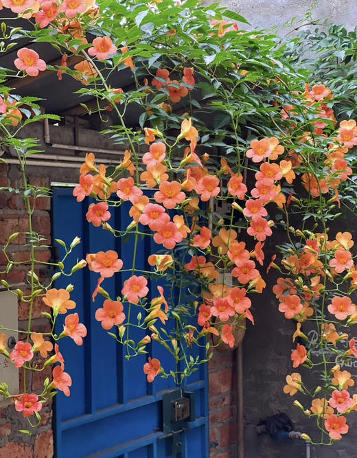 【绿植现货】# 350老桩高杆凌霄100（橙色 耐寒 新疆可过冬！现货，下单即可到店自提） 商品图3