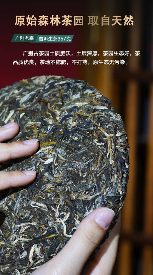 凰馨古茶2023年广别老寨357克生茶探春系列 古树普洱茶 商品图6