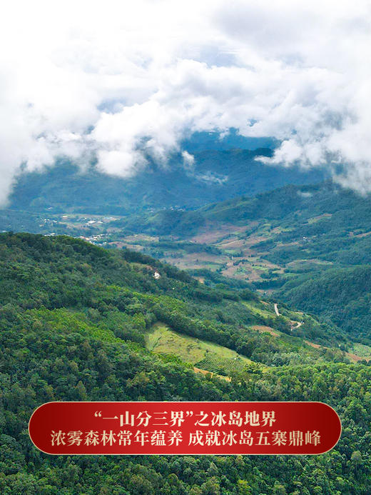 【冰岛地界】2023年冰岛地界600年古树纯料高端玩家追求之物普洱茶生茶357克茶饼，拍5发6，拍20发25加送单株 商品图1