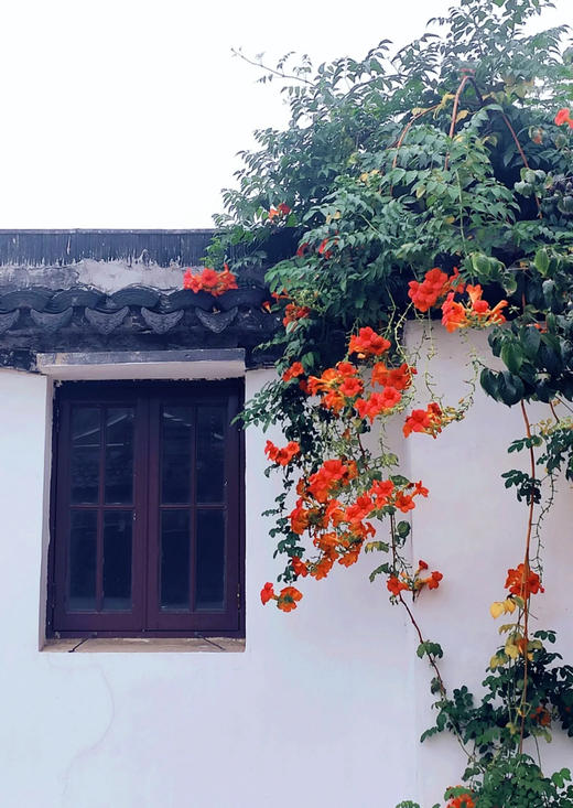 【绿植现货】# 350老桩高杆凌霄100（橙色 耐寒 新疆可过冬！现货，下单即可到店自提） 商品图9