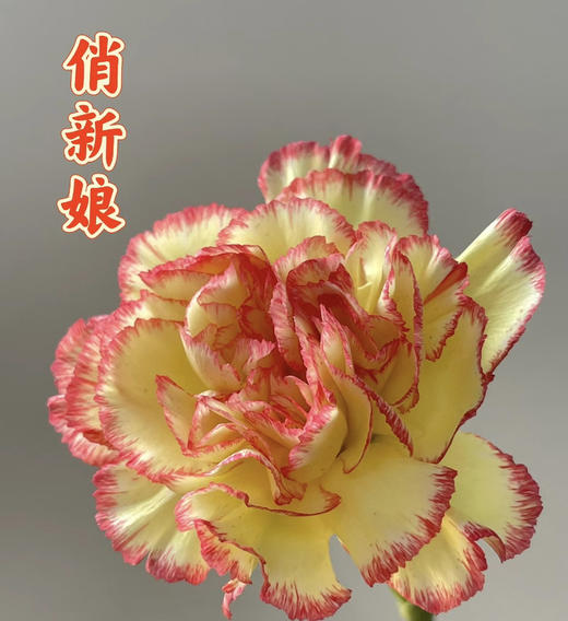 【国产康乃馨】俏新娘（黄底红边）18-20支/扎 商品图0