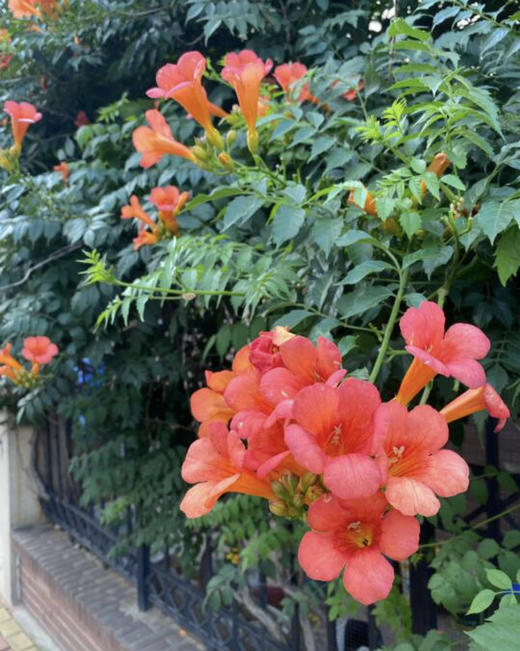 【绿植现货】# 350老桩高杆凌霄100（橙色 耐寒 新疆可过冬！现货，下单即可到店自提） 商品图6