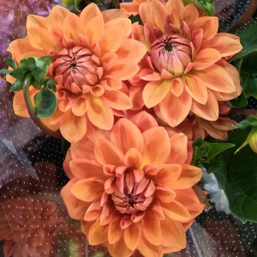 配花-大丽花-橘色-5支 商品图0