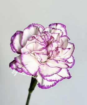 【国产康乃馨】紫边康  18-20支/扎