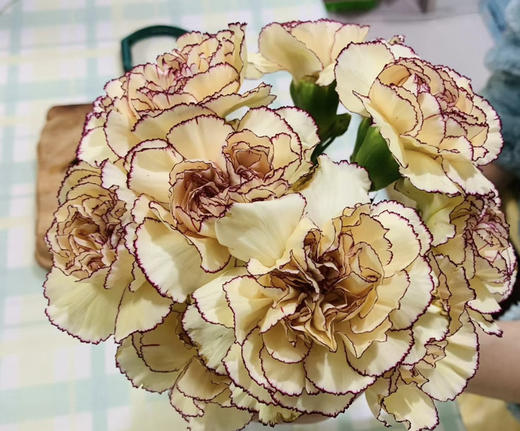 【国产康乃馨】黄紫 18-20支/扎 商品图2