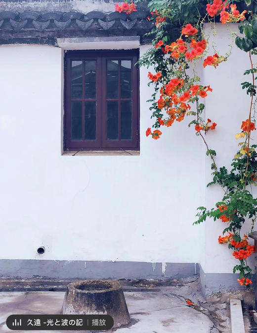 【绿植现货】# 350老桩高杆凌霄100（橙色 耐寒 新疆可过冬！现货，下单即可到店自提） 商品图8