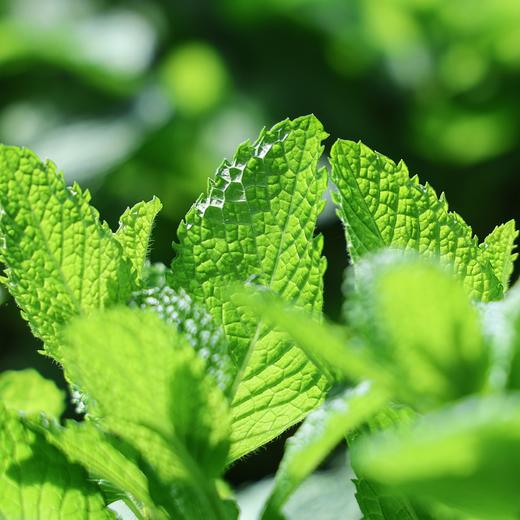 生态香草系列 | 柠檬薄荷-柠檬香茅-芦荟 | 自然生长  | 石嫣农场 * Ecological Vanilla Series 商品图1