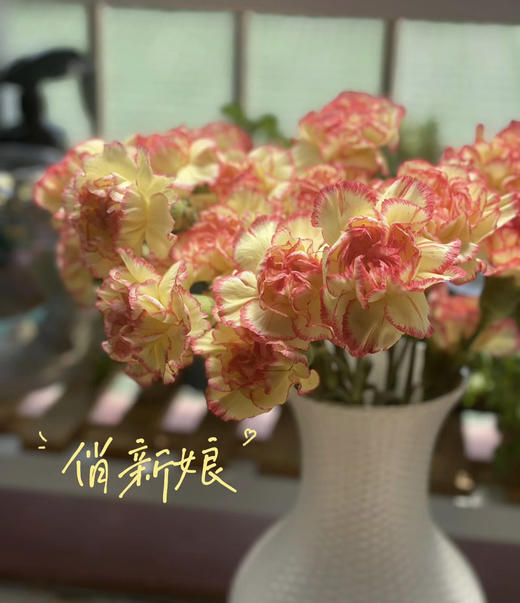 【国产康乃馨】俏新娘（黄底红边）18-20支/扎 商品图2