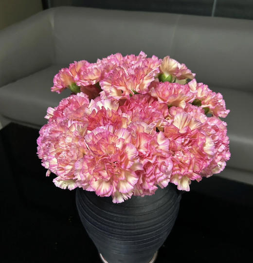 【国产康乃馨】水蜜桃（小桃红）18-20支/扎 商品图2