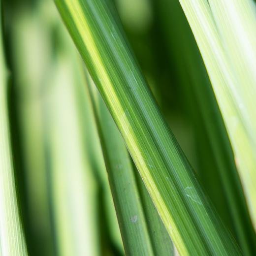 生态香草系列 | 柠檬薄荷-柠檬香茅-芦荟 | 自然生长  | 石嫣农场 * Ecological Vanilla Series 商品图9