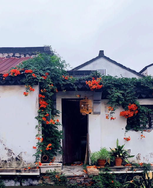 【绿植现货】# 350老桩高杆凌霄100（橙色 耐寒 新疆可过冬！现货，下单即可到店自提） 商品图7