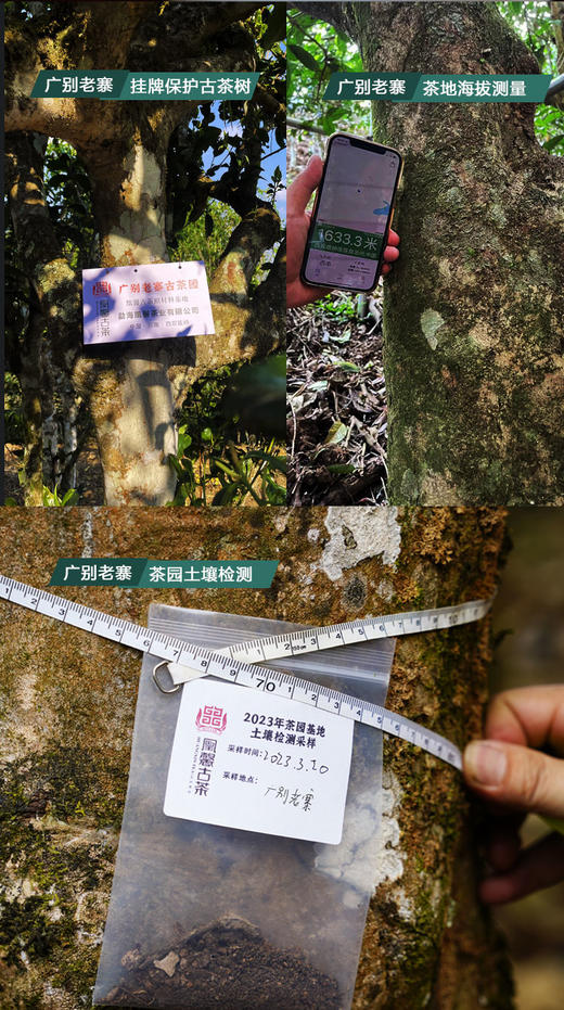 凰馨古茶2023年广别老寨357克生茶探春系列 古树普洱茶 商品图8