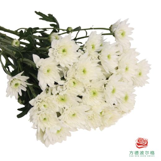 多头小菊 闪耀 商品图1