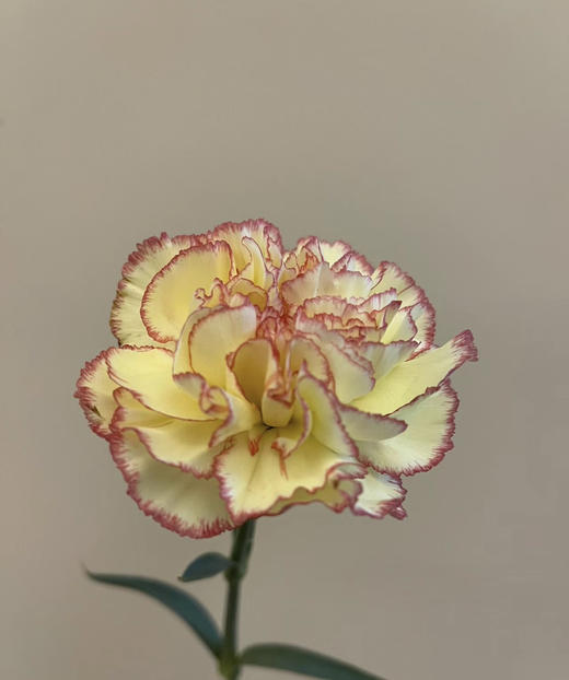 【国产康乃馨】俏新娘（黄底红边）18-20支/扎 商品图1