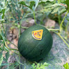 【小羽 黄西瓜】小羽黄西瓜/黑骑士，台湾引种，布丁小兰西瓜，黄瓤黑籽，口感嫩甜多汁，水份超级足！ 商品缩略图9