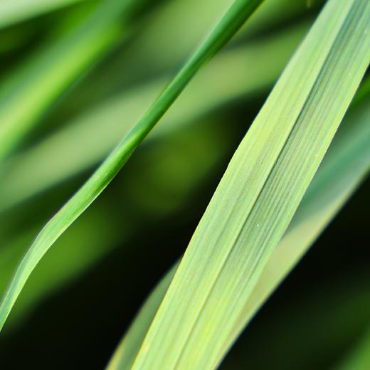 生态香草系列 | 柠檬薄荷-柠檬香茅-芦荟 | 自然生长  | 石嫣农场 * Ecological Vanilla Series 商品图8