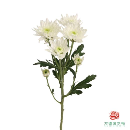 多头小菊 闪耀 商品图4