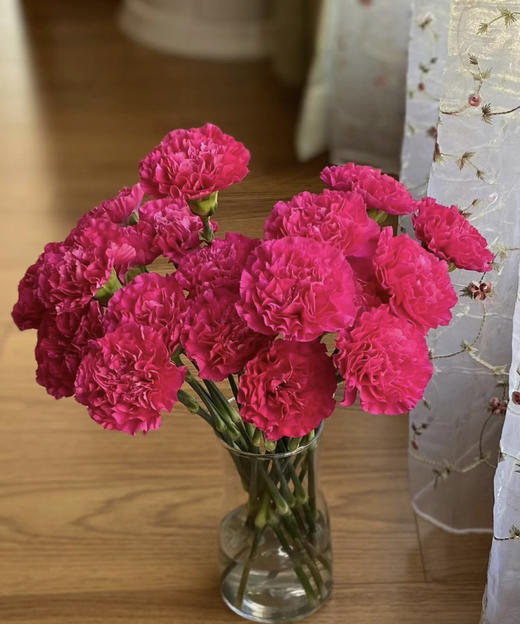 【国产康乃馨】玫红（桃红）贝特 18-20支/扎 商品图0