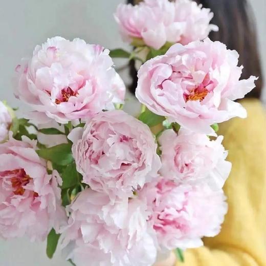 配花-牡丹-雪映桃花-10支 商品图0