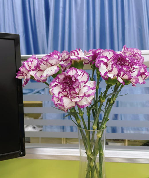 【国产康乃馨】紫边康  18-20支/扎 商品图2