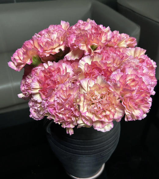 【国产康乃馨】水蜜桃（小桃红）18-20支/扎 商品图0