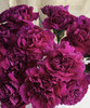 【国产康乃馨】紫康 18-20支/扎 商品缩略图1