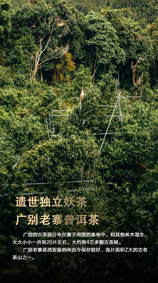 凰馨古茶2023年广别老寨357克生茶探春系列 古树普洱茶 商品图5