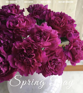 【国产康乃馨】紫康 18-20支/扎