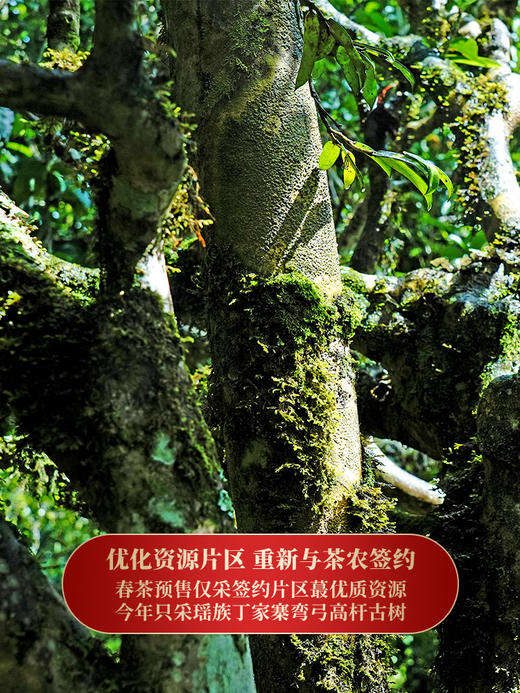 【弯弓】2023年700年古树纯料生茶今年只采瑶族片区高杆古树更核心更好喝拍5发6拍20发25加送单株 商品图1