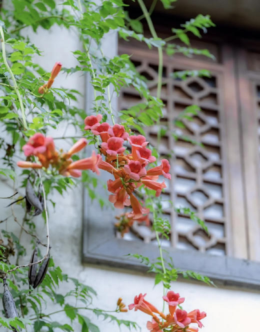 【绿植现货】# 350老桩高杆凌霄100（橙色 耐寒 新疆可过冬！现货，下单即可到店自提） 商品图2