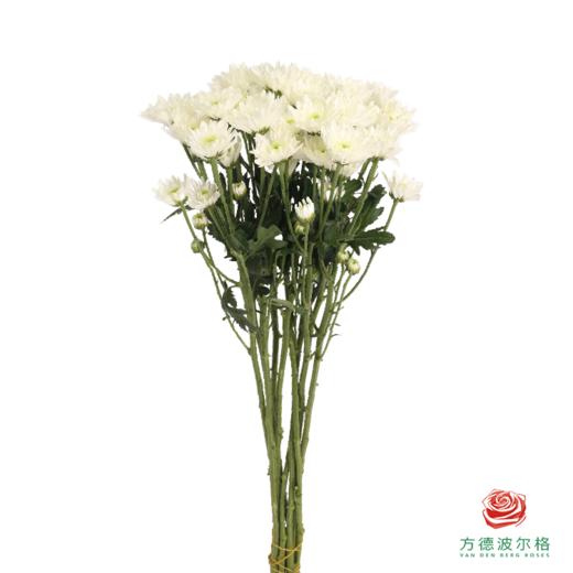 多头小菊 闪耀 商品图3