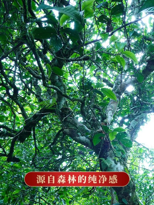【冰岛地界】2023年冰岛地界600年古树纯料高端玩家追求之物普洱茶生茶357克茶饼，拍5发6，拍20发25加送单株 商品图5