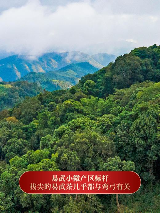 【弯弓】2023年700年古树纯料生茶今年只采瑶族片区高杆古树更核心更好喝拍5发6拍20发25加送单株 商品图3