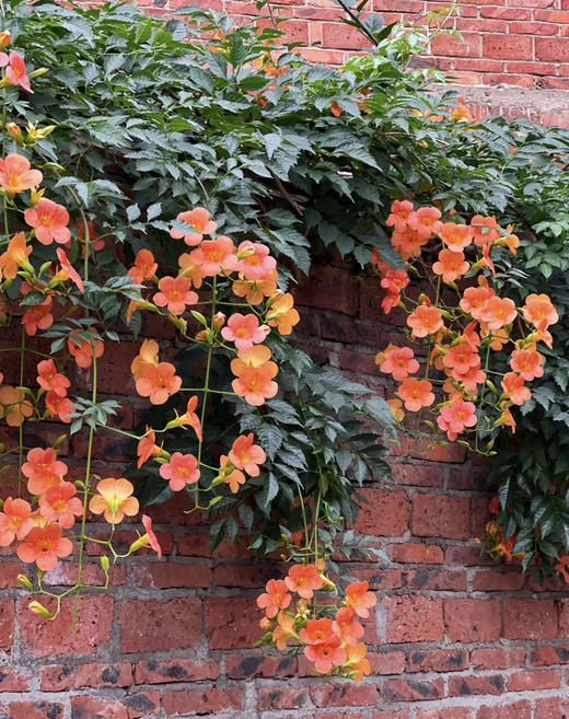 【绿植现货】# 350老桩高杆凌霄100（橙色 耐寒 新疆可过冬！现货，下单即可到店自提） 商品图4