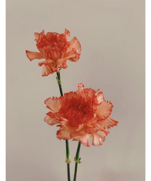 【国产康乃馨】火焰康  18-20支/扎 商品图1