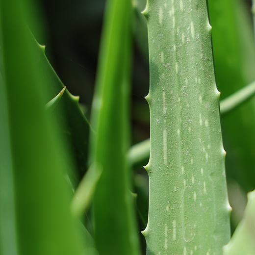 生态香草系列 | 柠檬薄荷-柠檬香茅-芦荟 | 自然生长  | 石嫣农场 * Ecological Vanilla Series 商品图3