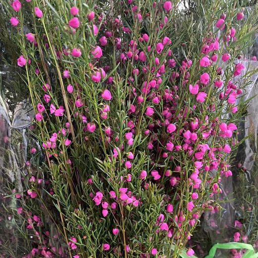 菠萝尼 商品图0