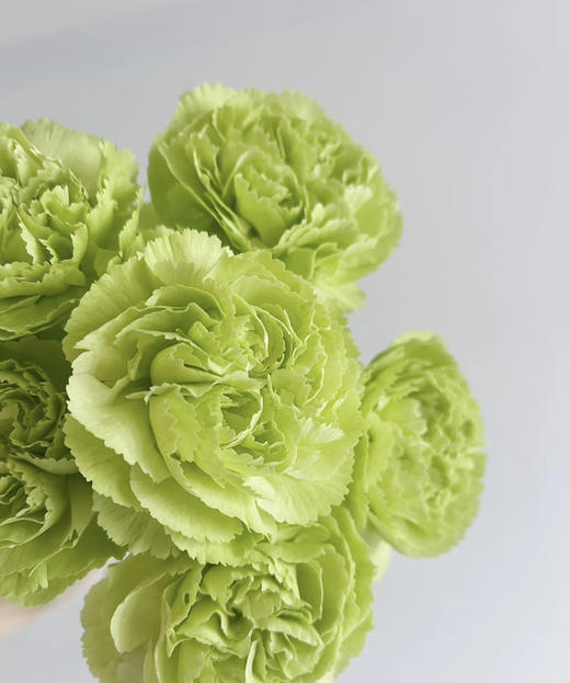 【国产康乃馨】绿康  18-20支/扎 商品图1