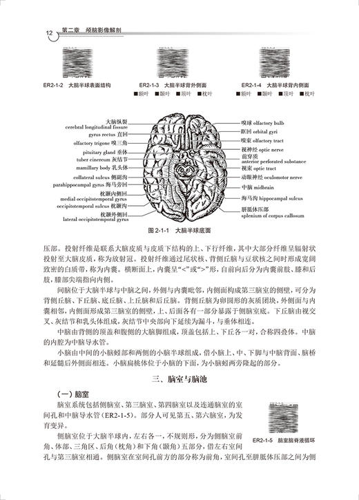 医学影像解剖学 第2版 胡春洪 王冬青 全国高等学校教材 江苏省高等学校重点教材 供医学影像专业用 人民卫生出版社9787117344395 商品图3