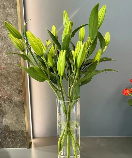 双头百合2支（拼团） 商品图3