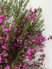 【小寿桃】菠萝蜜花 玫红色  扎 商品缩略图6
