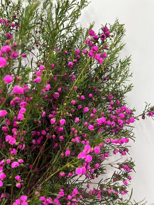 【小寿桃】菠萝蜜花 玫红色  扎 商品图6