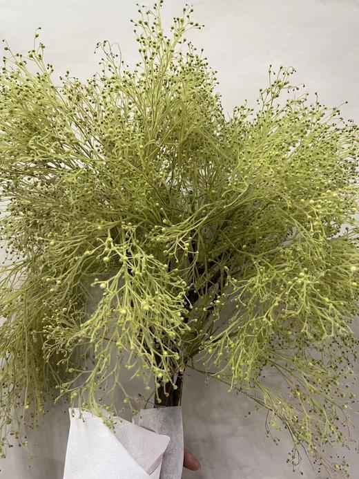 【醉春烟】柔丝  若干枝/扎 商品图4