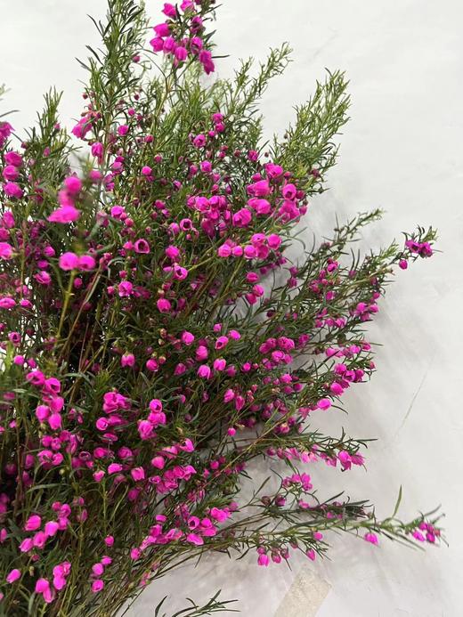 【小寿桃】菠萝蜜花 玫红色  扎 商品图8