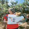 攀枝花米易二十年老树野枇杷，地标产品，高山山顶野蛮生长 九甜一酸核小多汁 浓郁枇杷味 自然生长5斤装 商品缩略图2