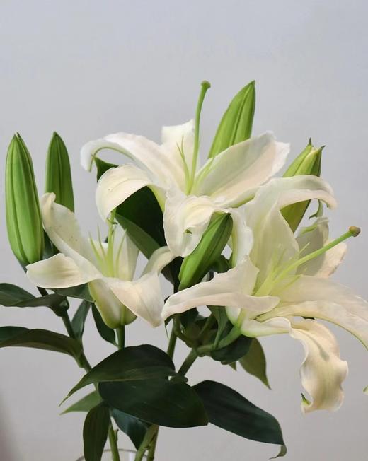 双头百合2支（拼团） 商品图1