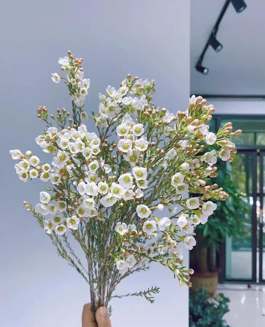 澳洲腊梅一束（拼团） 商品图5