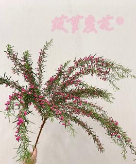 【小寿桃】菠萝蜜花 玫红色  扎