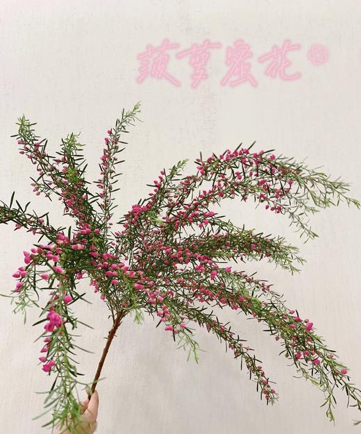 【小寿桃】菠萝蜜花 玫红色  扎 商品图0