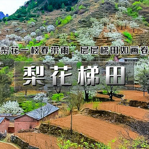 周三 /周末1天【梨花梯田 68元】世外桃源茅舍疏篱の谷雨时节赏大山深处梨花村-休闲户外徒步赏花 商品图0